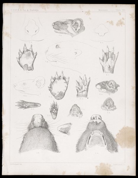 Mammals -- Plate XIX