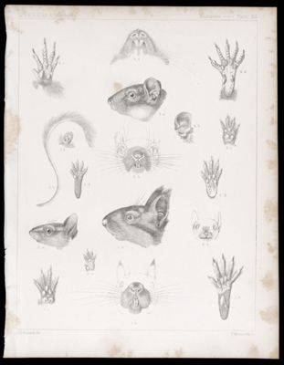 Mammals -- Plate XX