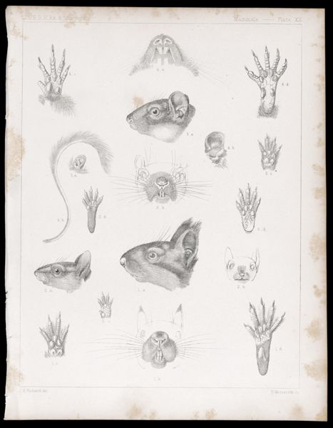 Mammals -- Plate XX