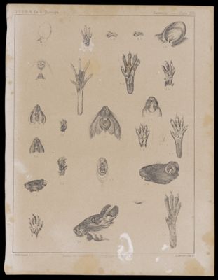 Mammals -- Plate XXI