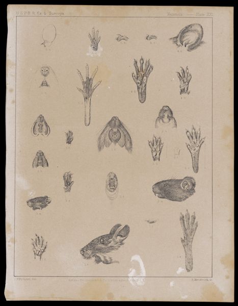 Mammals -- Plate XXI
