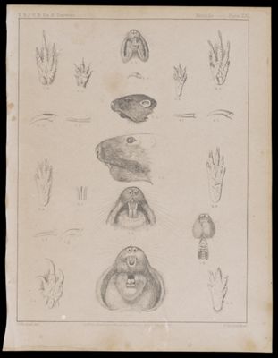 Mammals -- Plate XXII