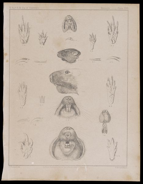 Mammals -- Plate XXII