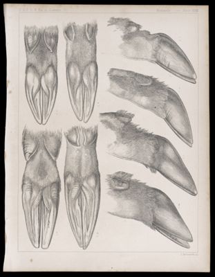 Mammals -- Plate XXIII