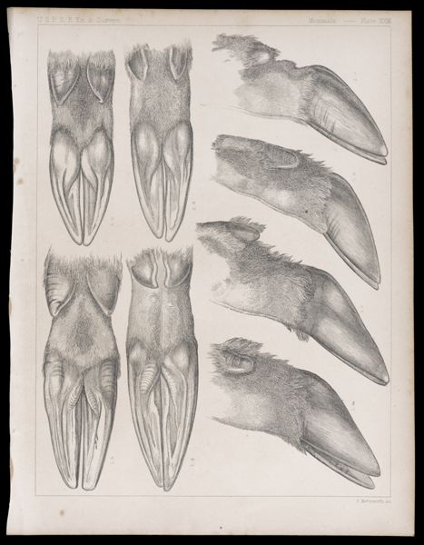 Mammals -- Plate XXIII