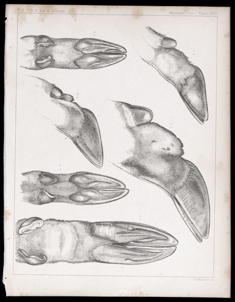 Mammals -- Plate XXIV