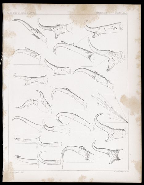 Mammals -- Plate XXV
