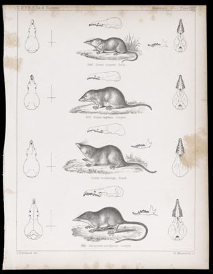 Mammals -- Plate XXVI