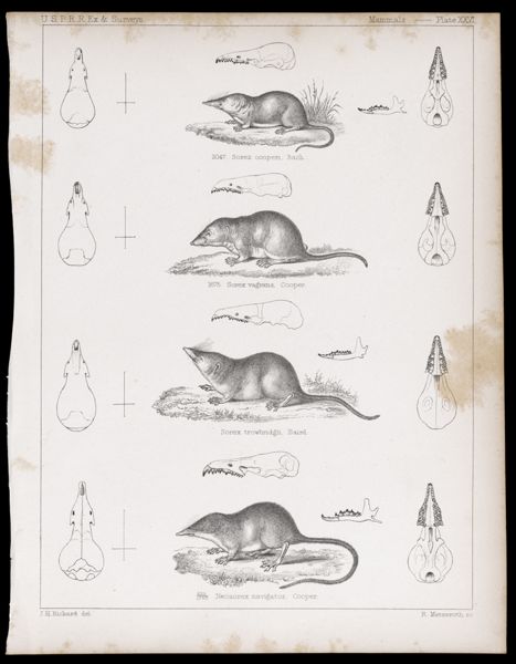 Mammals -- Plate XXVI