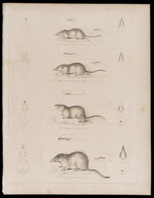 Mammals -- Plate XXVII