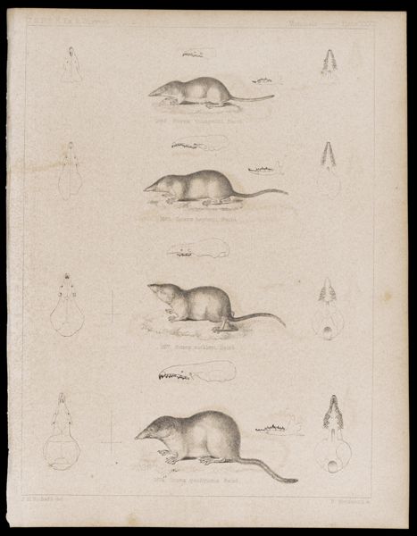 Mammals -- Plate XXVII