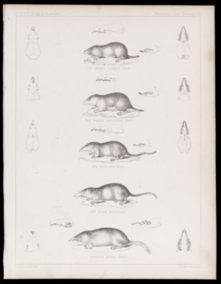 Mammals -- Plate XXVIII
