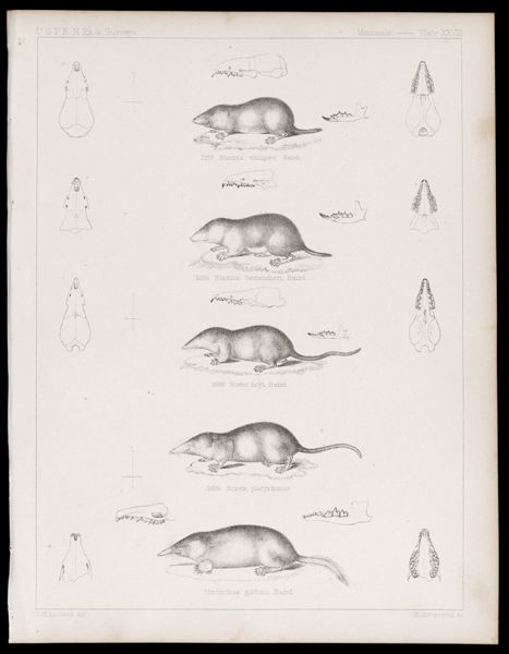 Mammals -- Plate XXVIII