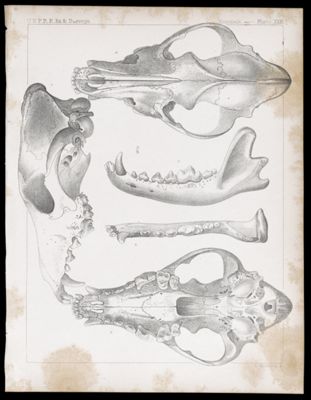 Mammals -- Plate XXXI