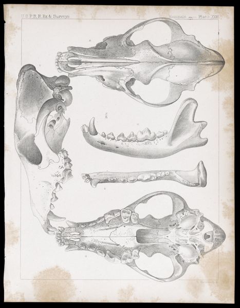Mammals -- Plate XXXI