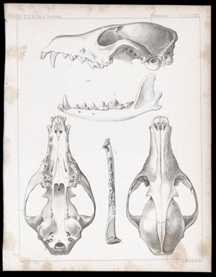 Mammals -- Plate XXXII