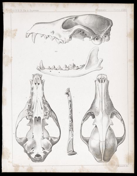 Mammals -- Plate XXXII