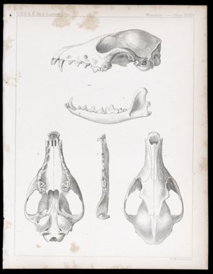 Mammals -- Plate XXXIV