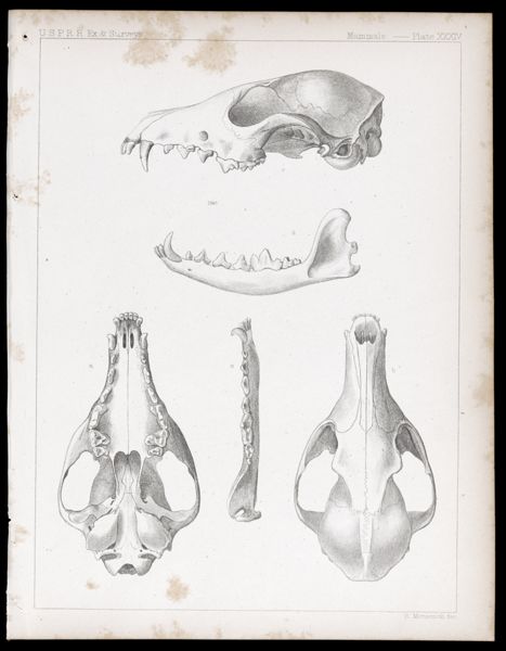 Mammals -- Plate XXXIV