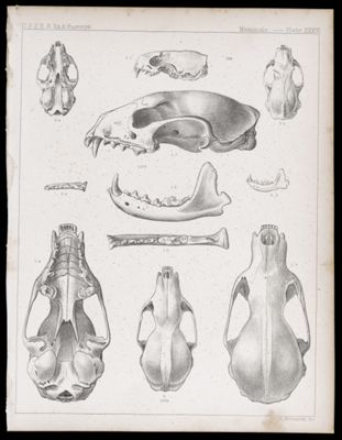 Mammals -- Plate XXXVI