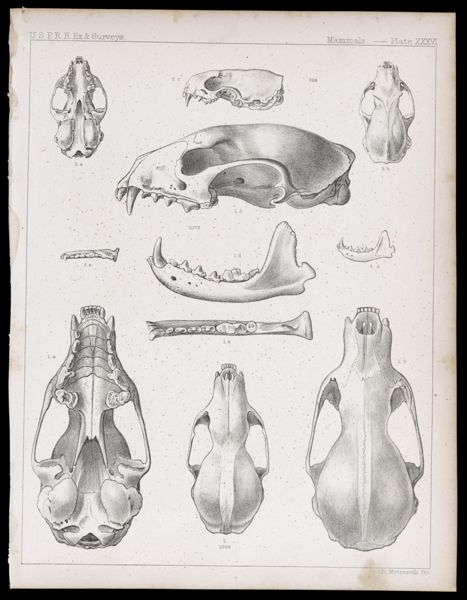 Mammals -- Plate XXXVI
