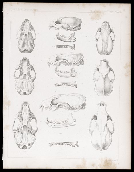 Mammals -- Plate XXXVII