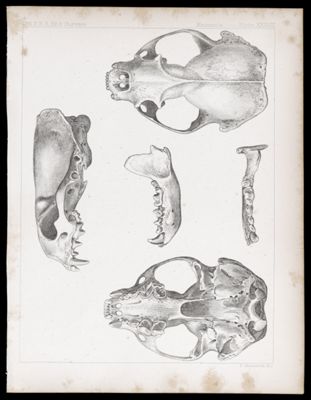 Mammals -- Plate XXXVIII