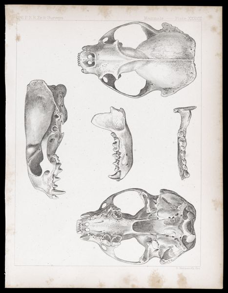 Mammals -- Plate XXXVIII
