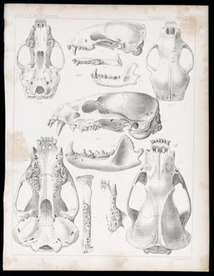 Mammals -- Plate XXXIX