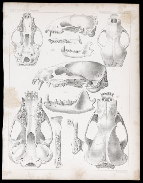 Mammals -- Plate XXXIX