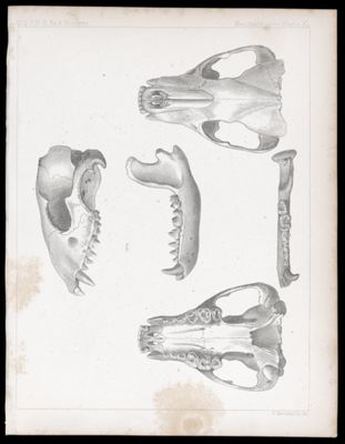 Mammals -- Plate XL