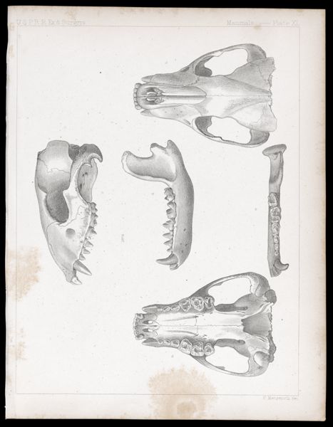 Mammals -- Plate XL