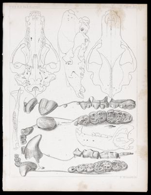Mammals -- Plate XLI