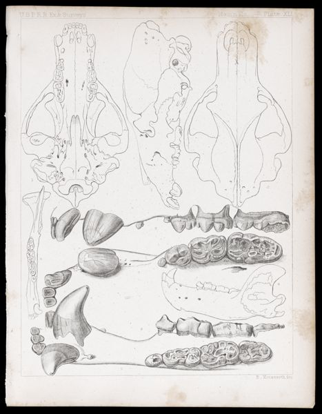 Mammals -- Plate XLI