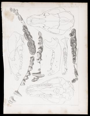 Mammals -- Plate XLII