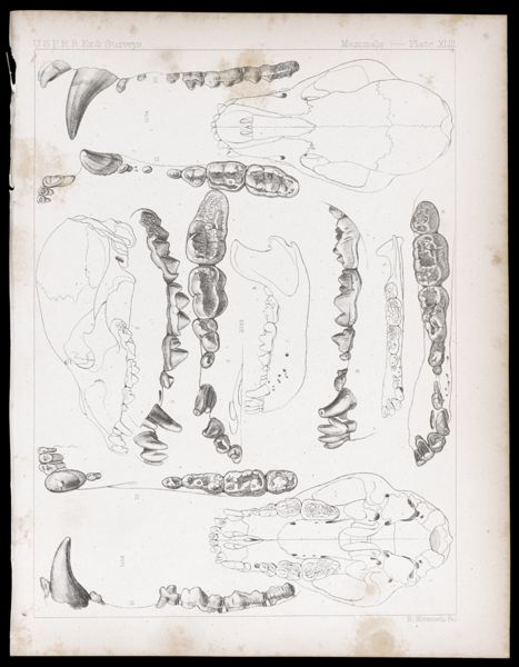 Mammals -- Plate XLIII