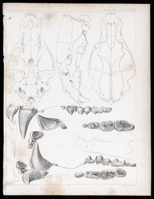 Mammals -- Plate XLIV