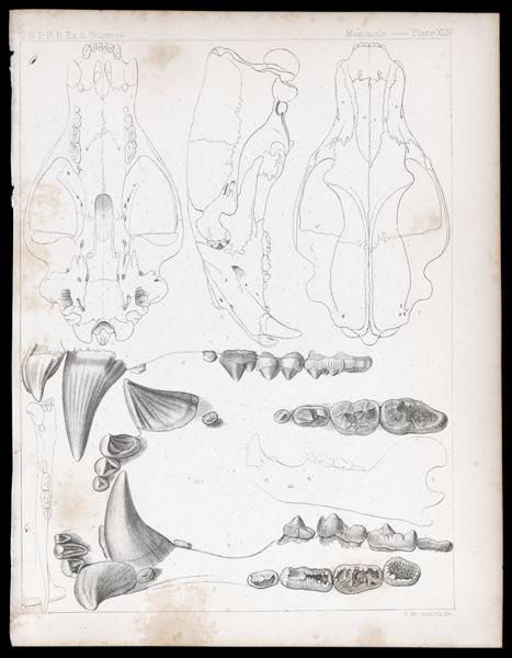 Mammals -- Plate XLIV