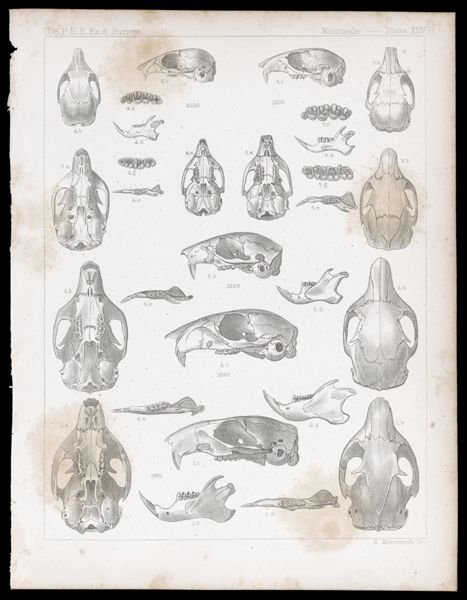 Mammals -- Plate XLV