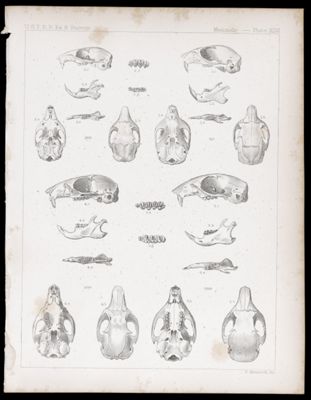 Mammals -- Plate XLVI