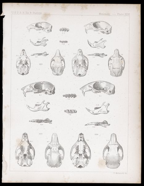 Mammals -- Plate XLVI