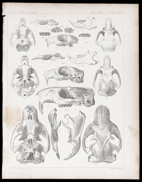 Mammals -- Plate XLVII