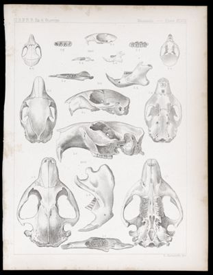 Mammals -- Plate XLVIII