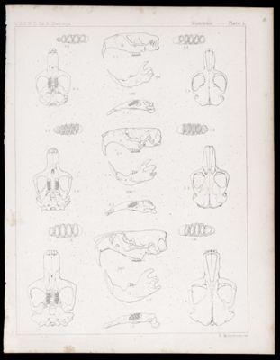 Mammals -- Plate L