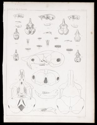 Mammals -- Plate LI