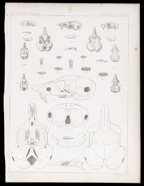Mammals -- Plate LI