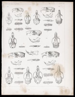 Mammals -- Plate LIII