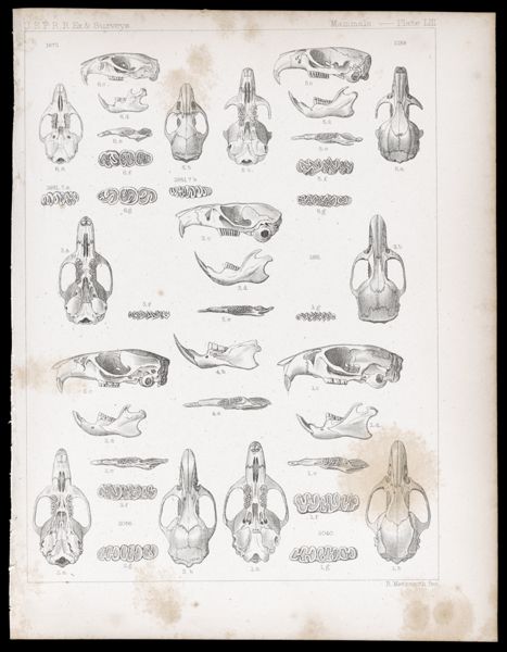 Mammals -- Plate LIII