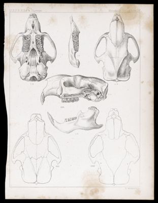 Mammals -- Plate LV
