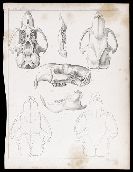 Mammals -- Plate LV